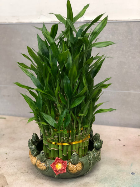 開張富貴竹 (5層-圓) Lucky Bamboo (5 tier-Round)