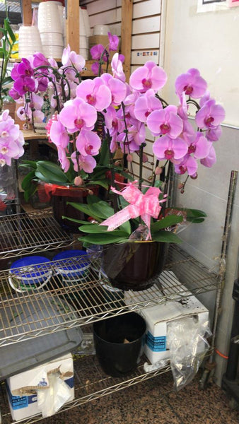 開張蘭花 Orchid Potted Plant (Six Stems 6枝)