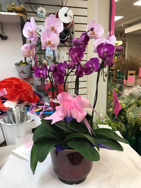 開張蘭花 Orchid Potted Plant (Six Stems 6枝)
