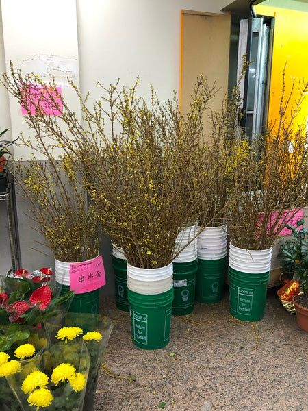 迎春串串金 Jasminum nudiflorum (1枝)