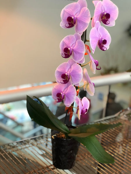 蘭花 Orchid Potted Plant (Single Stem 單枝)