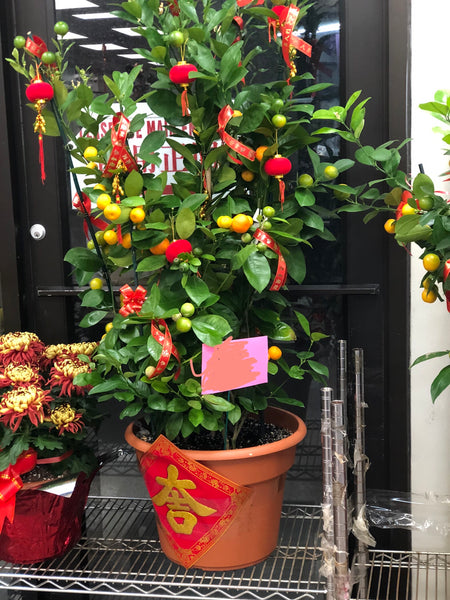 賀年四季桔 Calamondin (大 12” pot)
