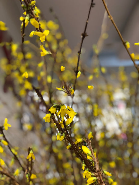 迎春串串金 Jasminum nudiflorum (1枝)