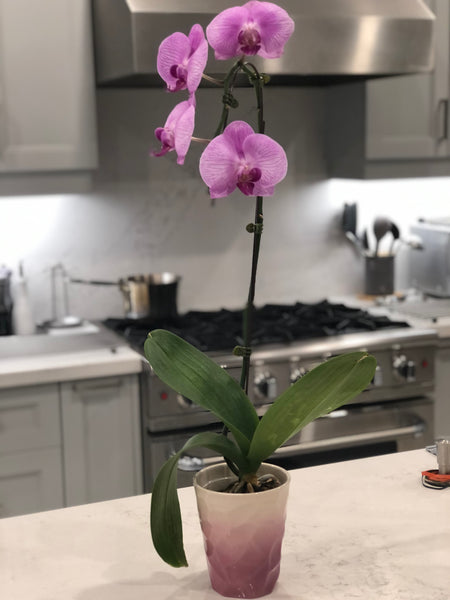 蘭花 Orchid Potted Plant (Single Stem 單枝)