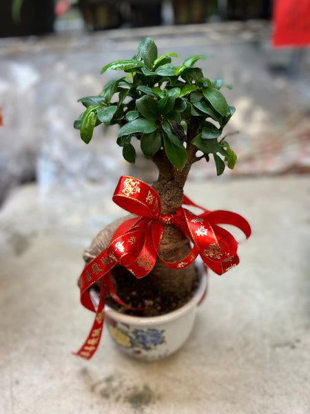 人蔘榕樹王 (15”  tall)