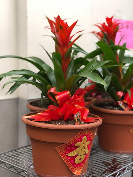 鴻運當頭 Guzmania Conifera(12” pot)