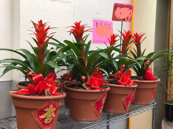 鴻運當頭 Guzmania Conifera(12” pot)