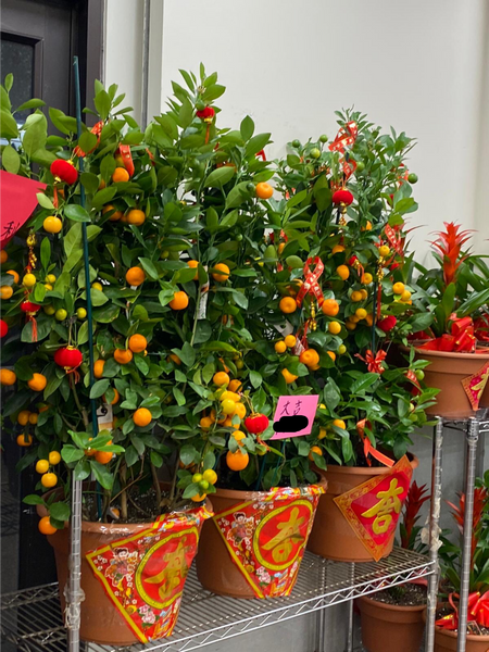 賀年四季桔 Calamondin (大 12” pot)