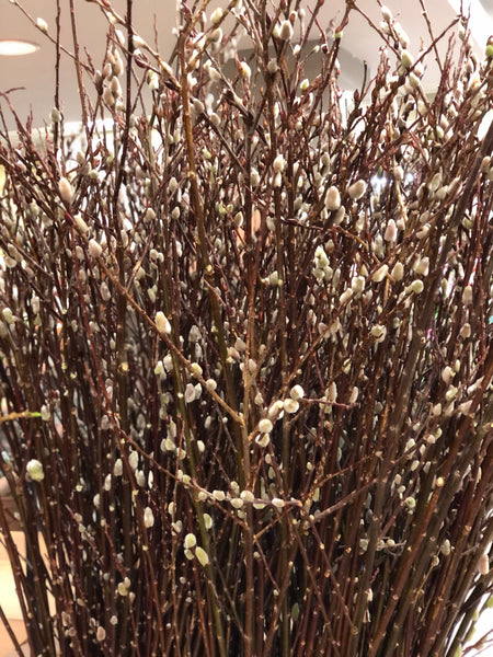 迎春銀柳(樹形) (3 枝)