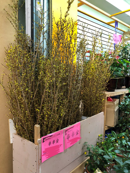 迎春串串金 Jasminum nudiflorum (1枝)
