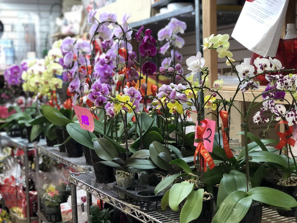 蘭花 Orchid Potted Plant (Single Stem 單枝)