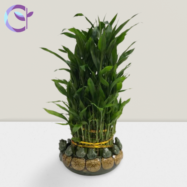 開張富貴竹 (5層-圓) Lucky Bamboo (5 tier-Round)