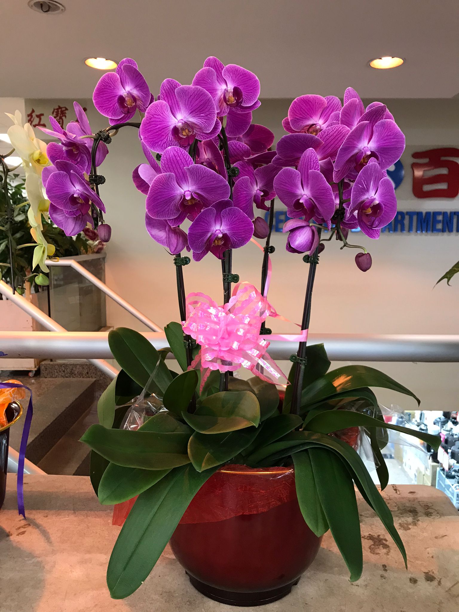 洋蘭 ORCHID FLOWERS Phalaenopsis Orchid - 蝶舞兰花 | Flower Delivery Toronto