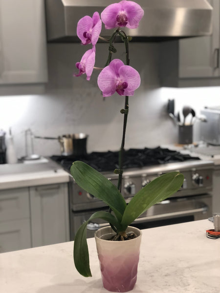 蘭花 Orchid Potted Plant (Single Stem 單枝）