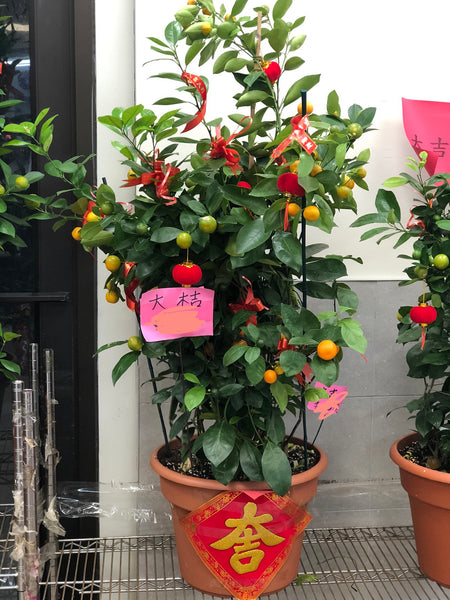 賀年四季桔 Calamondin （大 12” pot)