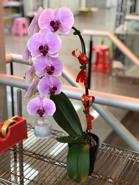 蘭花 Orchid Potted Plant (Single Stem 單枝）